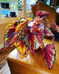 Begonia Rex (Begonia rex) Cores Diversas Pote 15