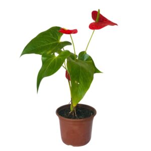 Antúrio Vermelho Anthurium Andraeanum Pote 15