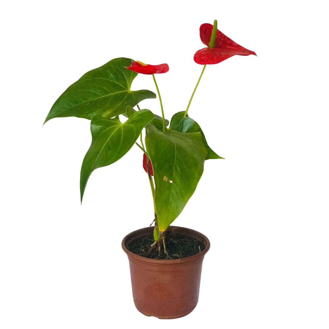 Antúrio Vermelho Anthurium Andraeanum Pote 15