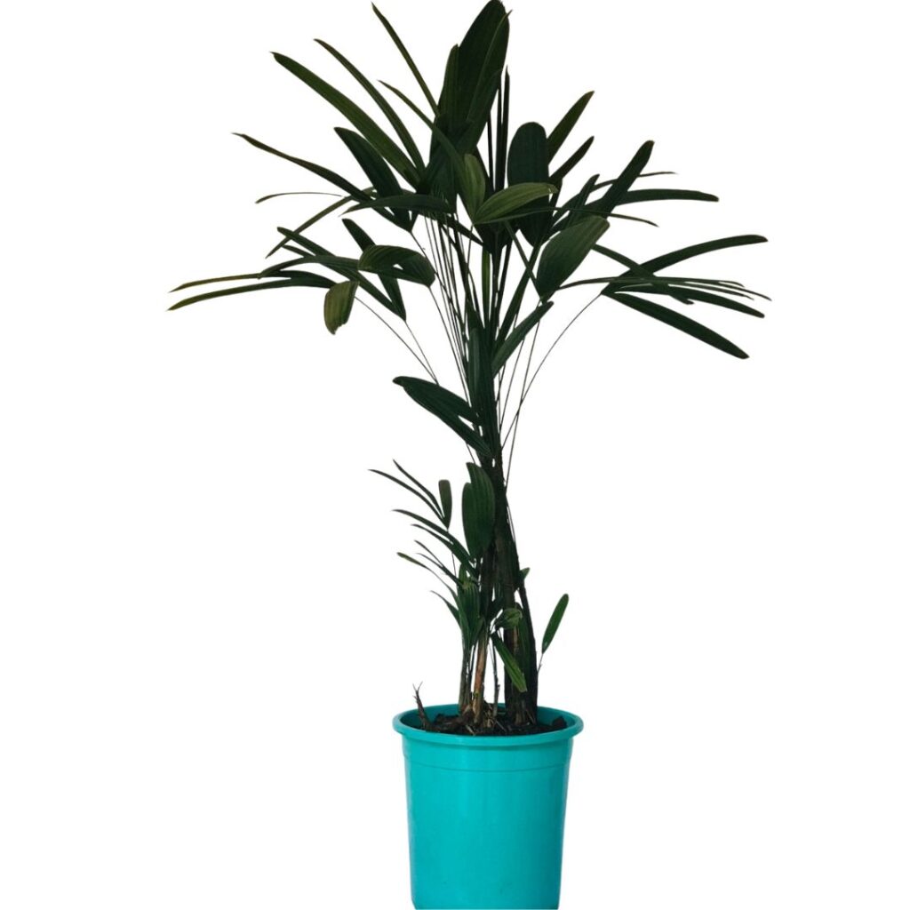 Palmeira rafis (Raphis excelsa) - POTE 24