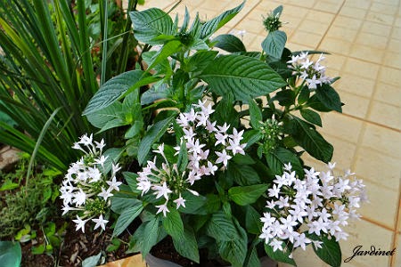5 Mudas Estrela do Egito – Pentas lanceolata no Saquinho - Imagem 5