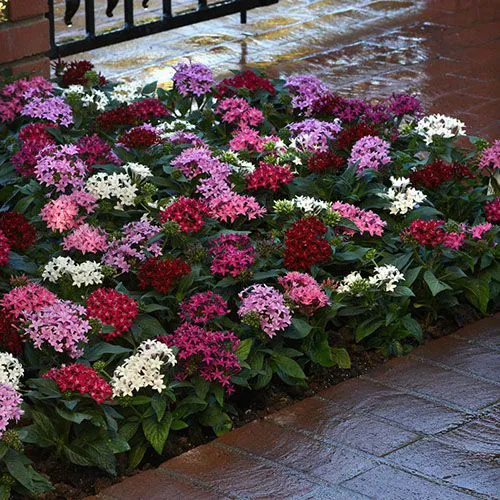 5 Mudas Estrela do Egito – Pentas lanceolata no Saquinho - Imagem 8
