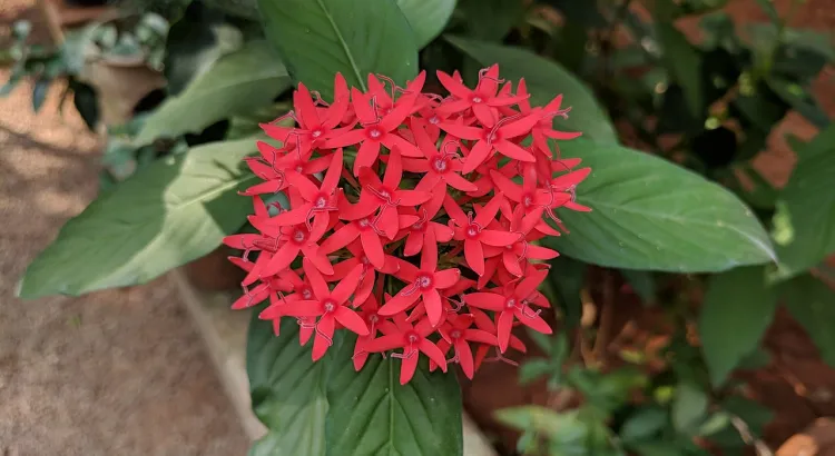 5 Mudas Estrela do Egito – Pentas lanceolata no Saquinho - Imagem 6