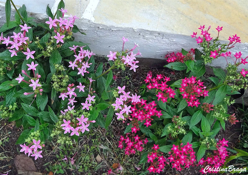 5 Mudas Estrela do Egito – Pentas lanceolata no Saquinho - Imagem 7