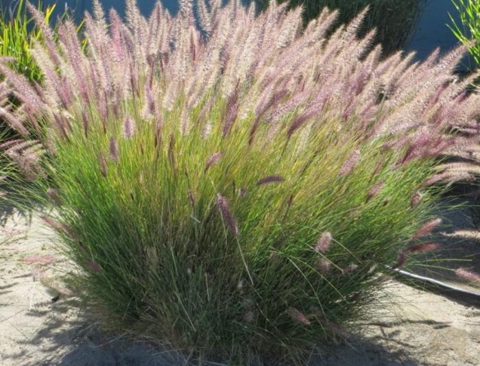 10 Mudas Capim do Texas – Pennisetum setaceum no Saquinho - Imagem 7