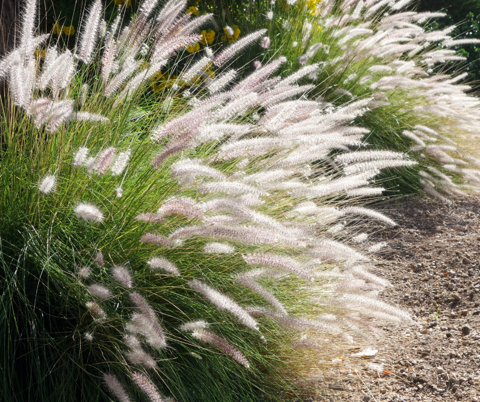 5 Mudas Capim do Texas – Pennisetum setaceum no Saquinho - Imagem 8
