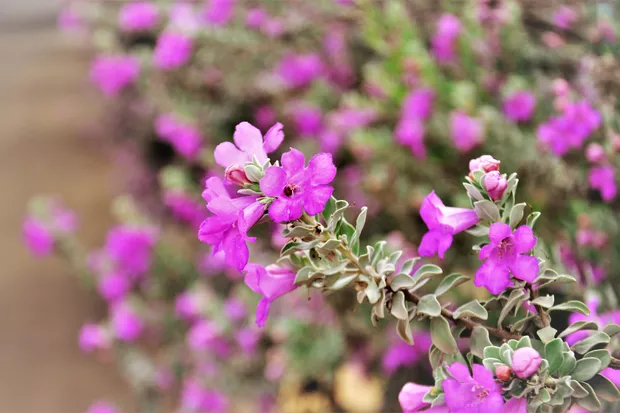 Chuva de Prata - Leucofilo (Leucophyllum frutescens) 60cm - Imagem 7
