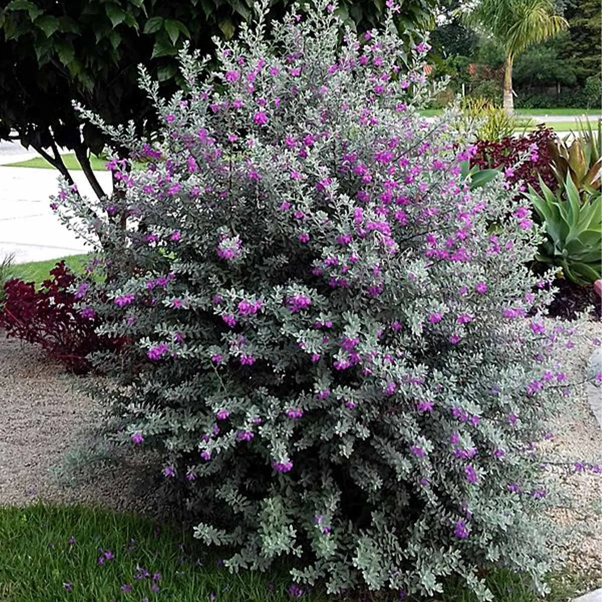 Chuva de Prata - Leucofilo (Leucophyllum frutescens) 60cm - Imagem 6