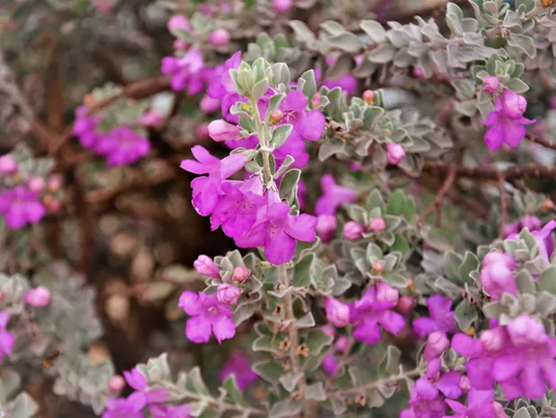 Chuva de Prata - Leucofilo (Leucophyllum frutescens) 60cm - Imagem 8