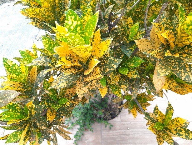 Cróton Amarelo - Codiaeum variegatum — foto 5