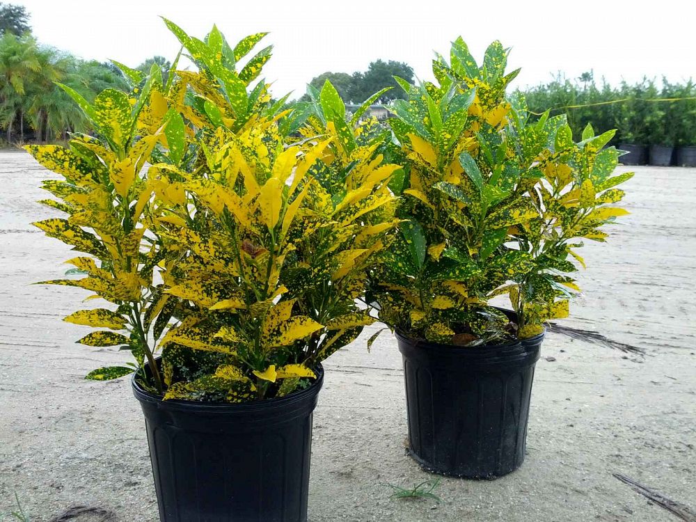 Cróton Amarelo - Codiaeum variegatum — foto 6