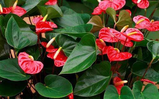 Antúrio Vermelho Anthurium Andraeanum Pote 15 - Imagem 4