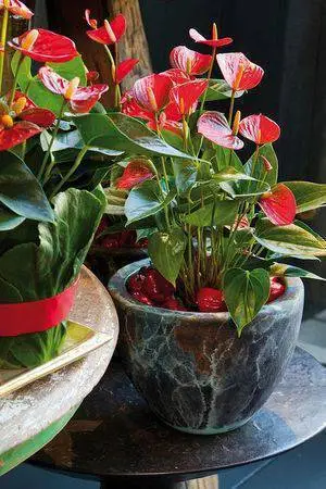 Antúrio Vermelho Anthurium Andraeanum Pote 15 - Imagem 3