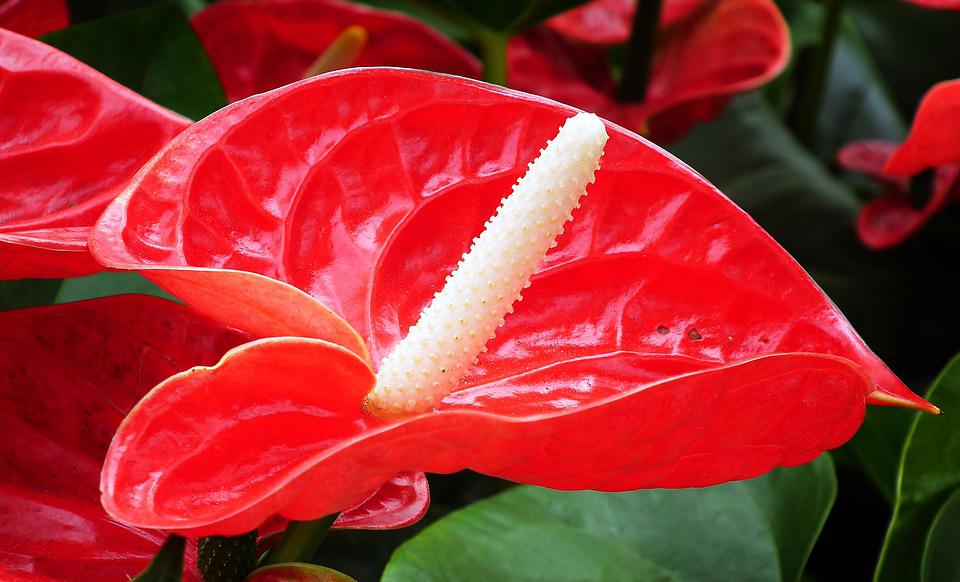 Antúrio Vermelho Anthurium Andraeanum Pote 15 - Imagem 2