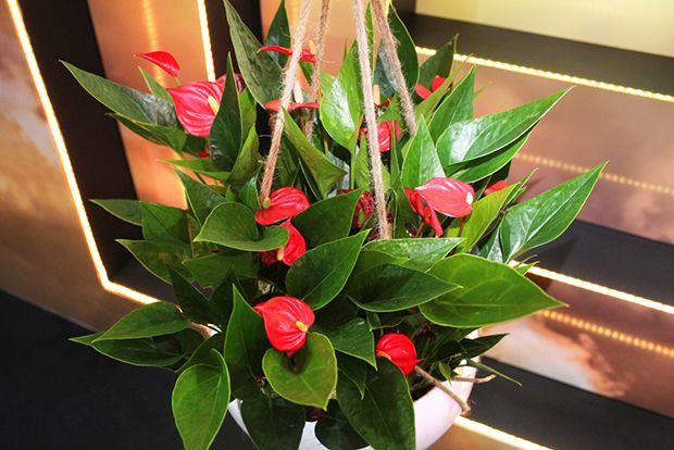 Antúrio Vermelho Anthurium Andraeanum Pote 15 - Imagem 5