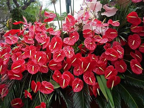 Antúrio Vermelho Anthurium Andraeanum Pote 15 - Imagem 6