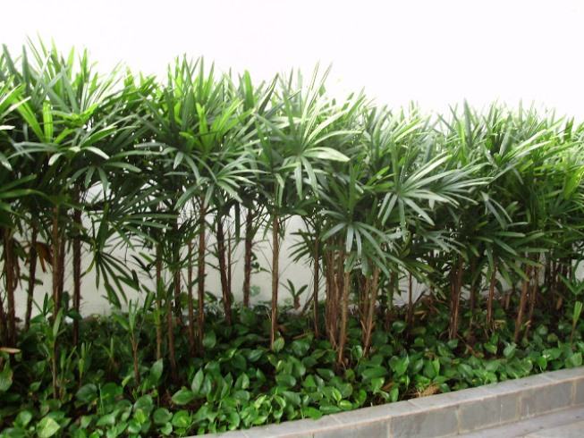 Palmeira rafis (Raphis excelsa) 4 Hastes - POTE 24 - Imagem 2