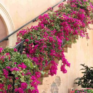 Primavera Pendente Bougainvillea Variegata Pote 15