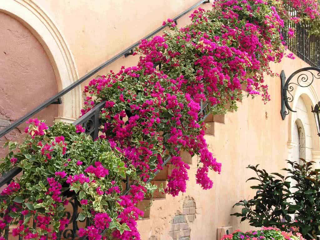 Primavera Pendente Bougainvillea Variegata Pote 15