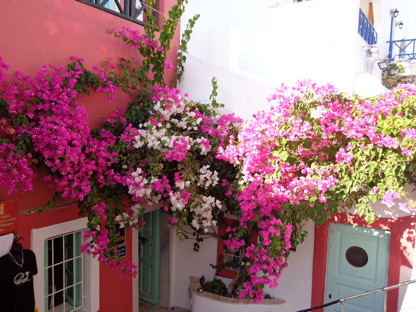 Primavera Pendente Bougainvillea Variegata Pote 15 - Imagem 2