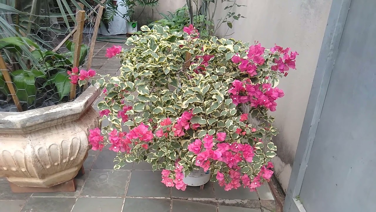 Primavera Pendente Bougainvillea Variegata Pote 15 - Imagem 3