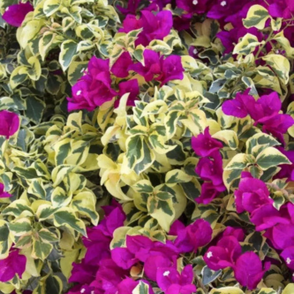 Primavera Pendente Bougainvillea Variegata Pote 15 - Imagem 4
