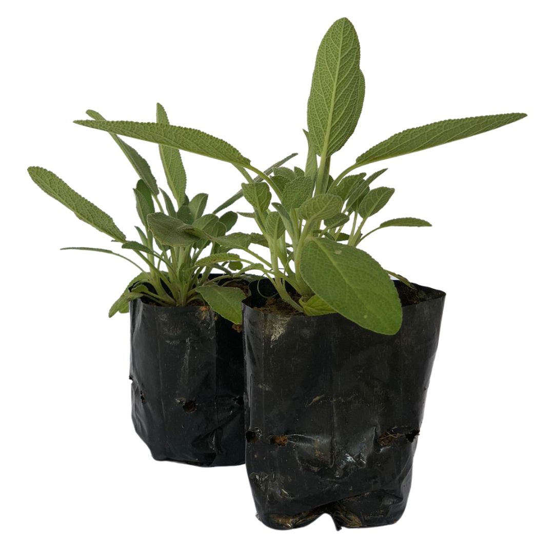 2 Mudas Sálvia Comum - officinalis - No Saquinho - Imagem 3