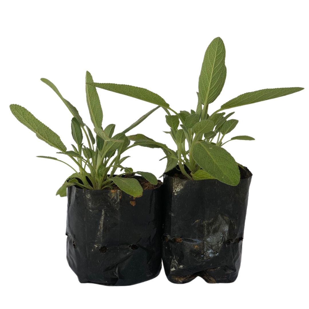 2 Mudas Sálvia Comum - officinalis - No Saquinho - Imagem 2