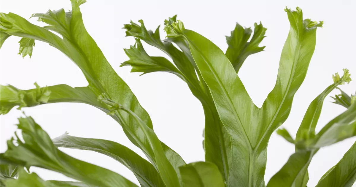 Samambaia Asplenio - Asplenium Crissie Pote 14 - Imagem 3