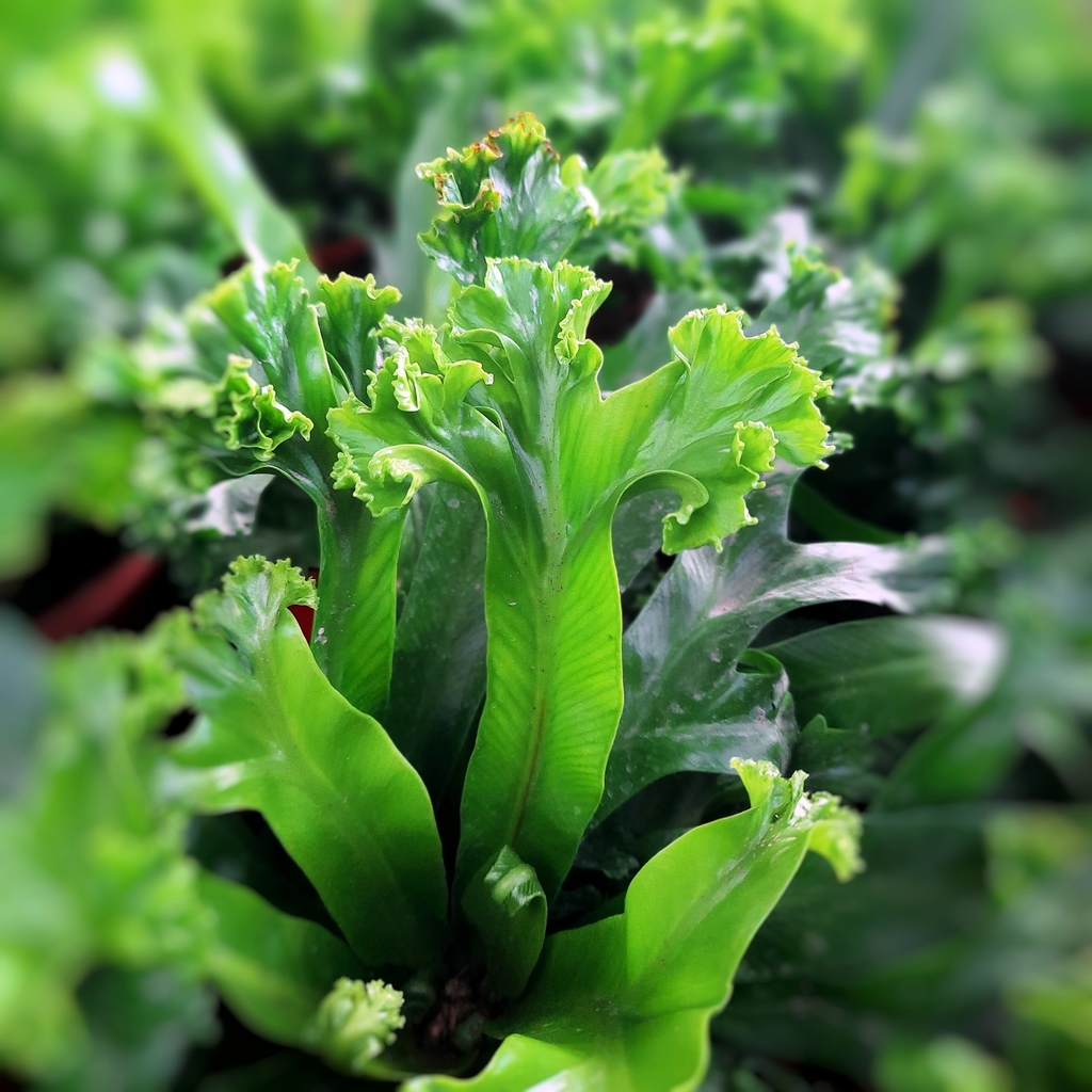 Samambaia Asplenio - Asplenium Crissie Pote 14 - Imagem 5