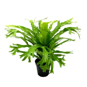 Samambaia Asplenio - Asplenium Crissie Pote 14