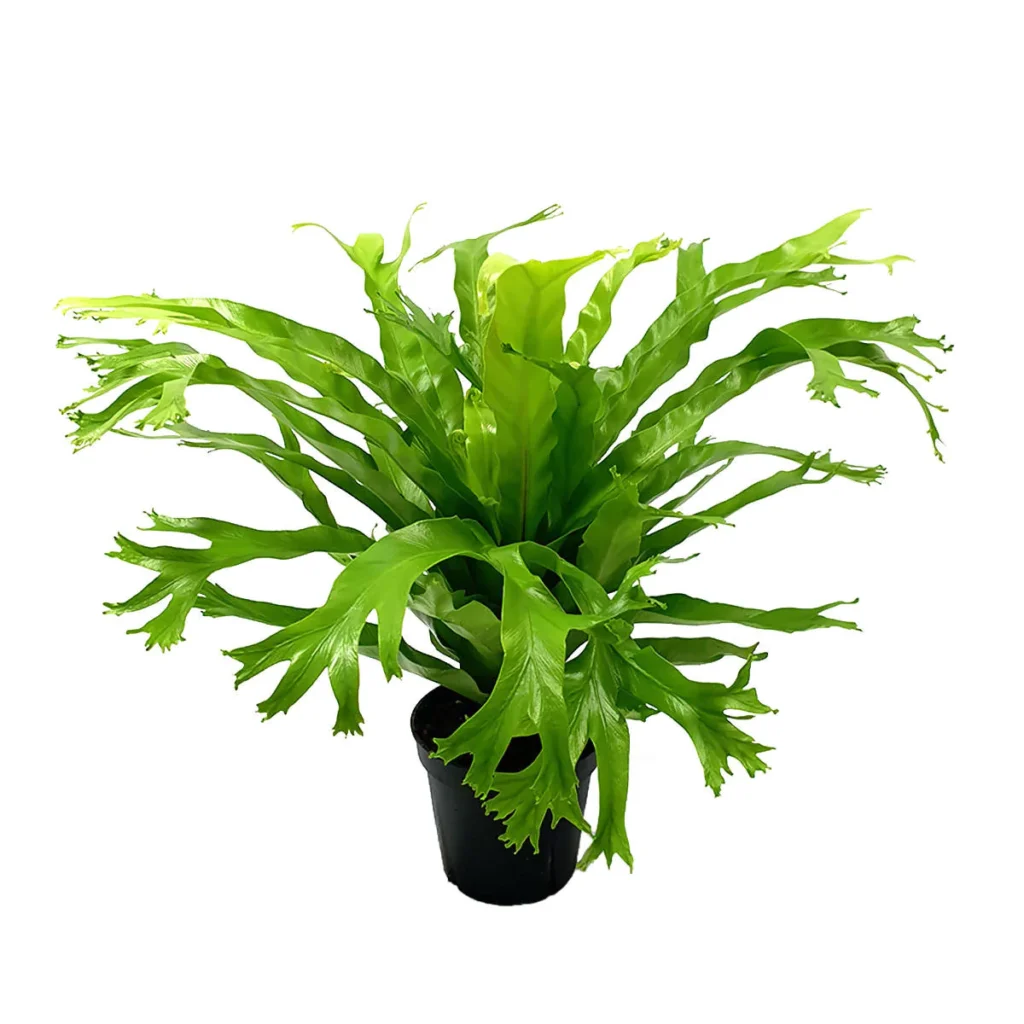 Samambaia Asplenio - Asplenium Crissie Pote 17