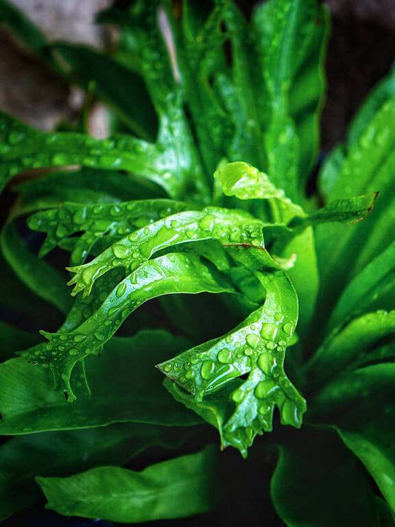 Samambaia Asplenio - Asplenium Crissie Pote 14 - Imagem 6
