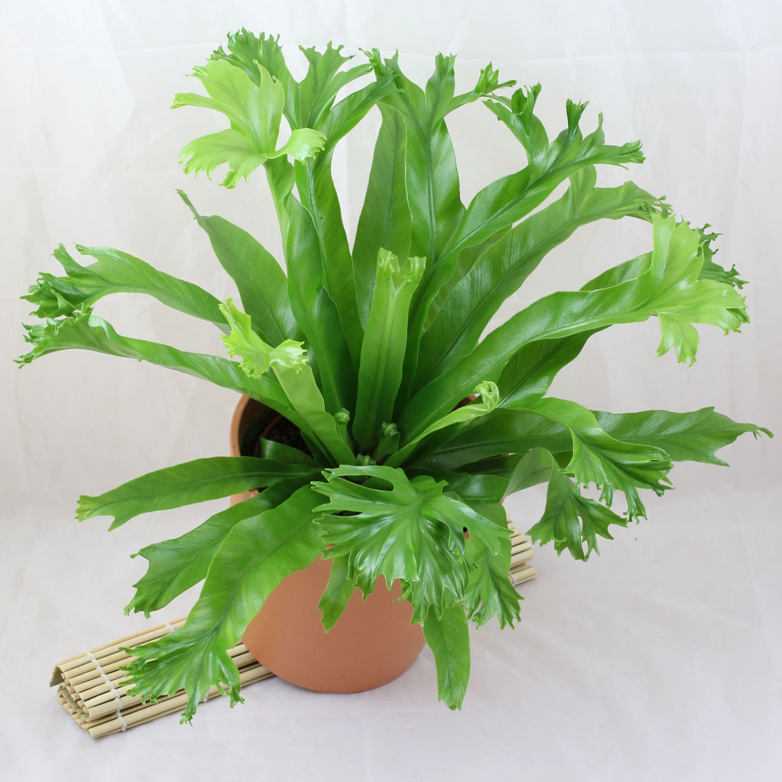 Samambaia Asplenio - Asplenium Crissie Pote 14 - Imagem 7