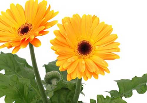 Margarida Africana - Gerbera Jamesonii Pote 14 - Imagem 2
