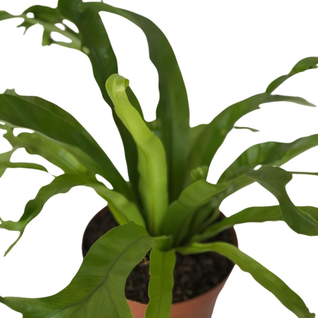 Samambaia Asplenio - Asplenium Crissie Pote 14 - Imagem 2