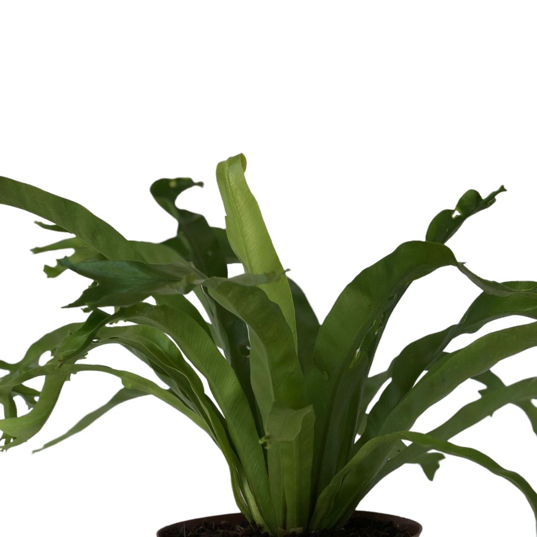 Samambaia Asplenio - Asplenium Crissie Pote 14 - Imagem 4