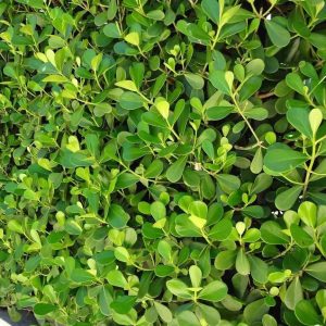5 Mudas Clúsia Verde – Clusia fluminensis - no Saquinho - Imagem 4