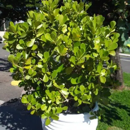 5 Mudas Clúsia Verde – Clusia fluminensis - no Saquinho - Imagem 5