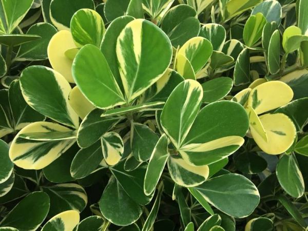 Clúsia Variegata – Clusia fluminensis Variegatum 70cm - Imagem 5