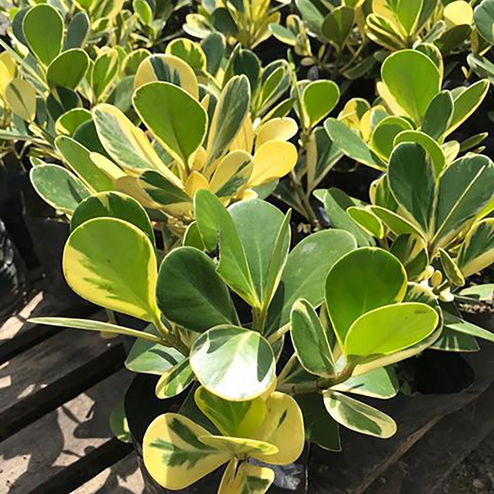 Clúsia Variegata – Clusia fluminensis Variegatum 70cm - Imagem 6