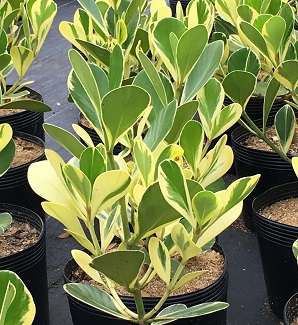 Clúsia Variegata – Clusia fluminensis Variegatum 70cm - Imagem 7