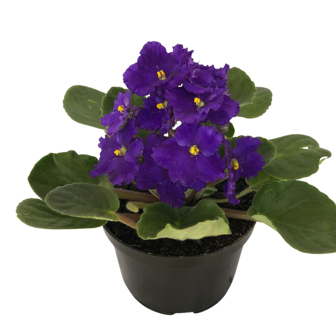 Flor Violeta Saintpaulia ionantha Pote 11