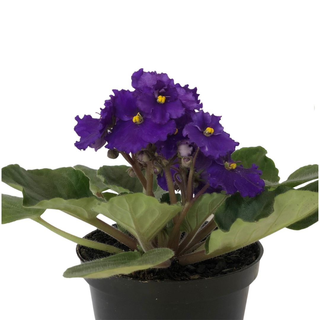Flor Violeta Saintpaulia ionantha Pote 11 - Imagem 3