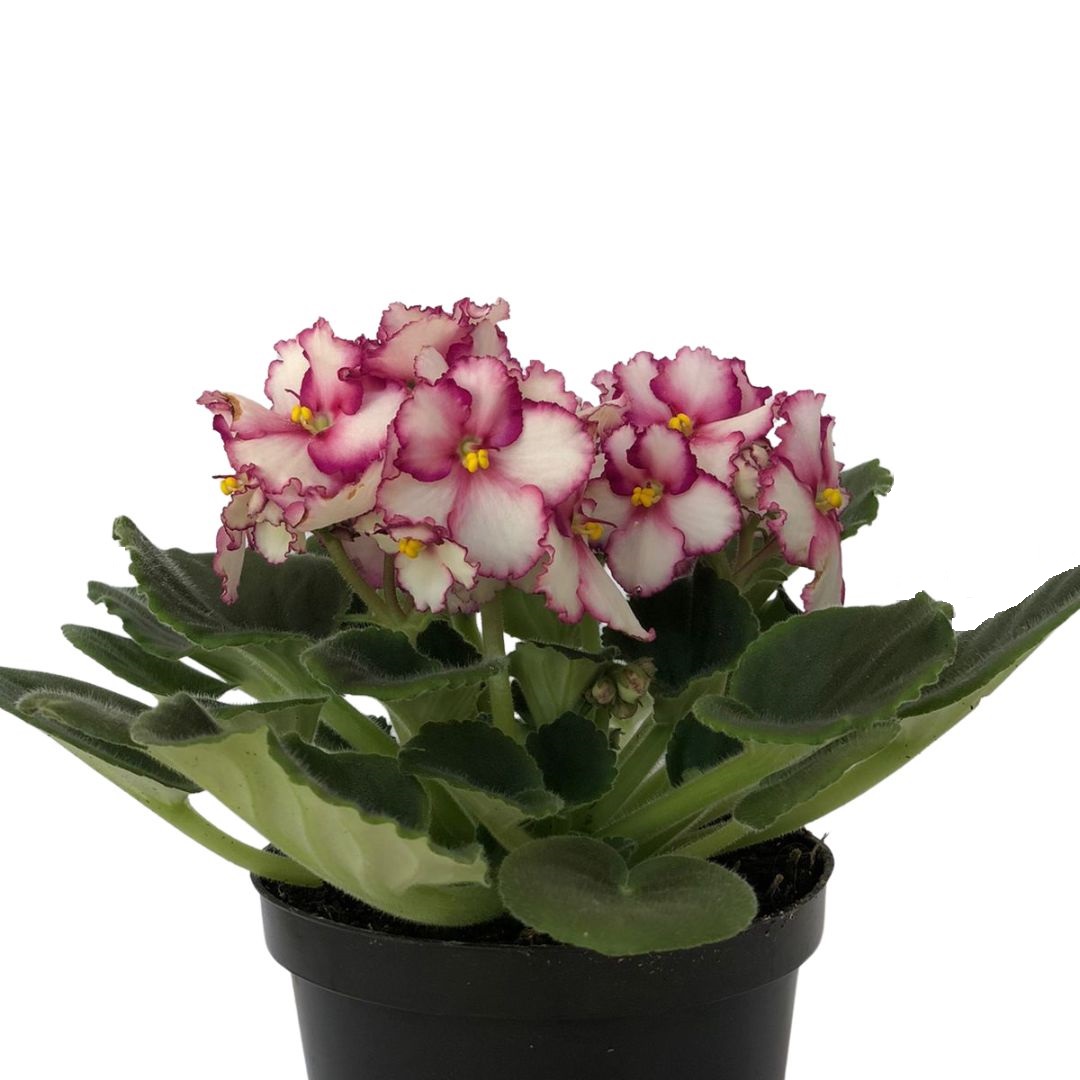 Flor Violeta Saintpaulia ionantha Pote 11 - Imagem 2