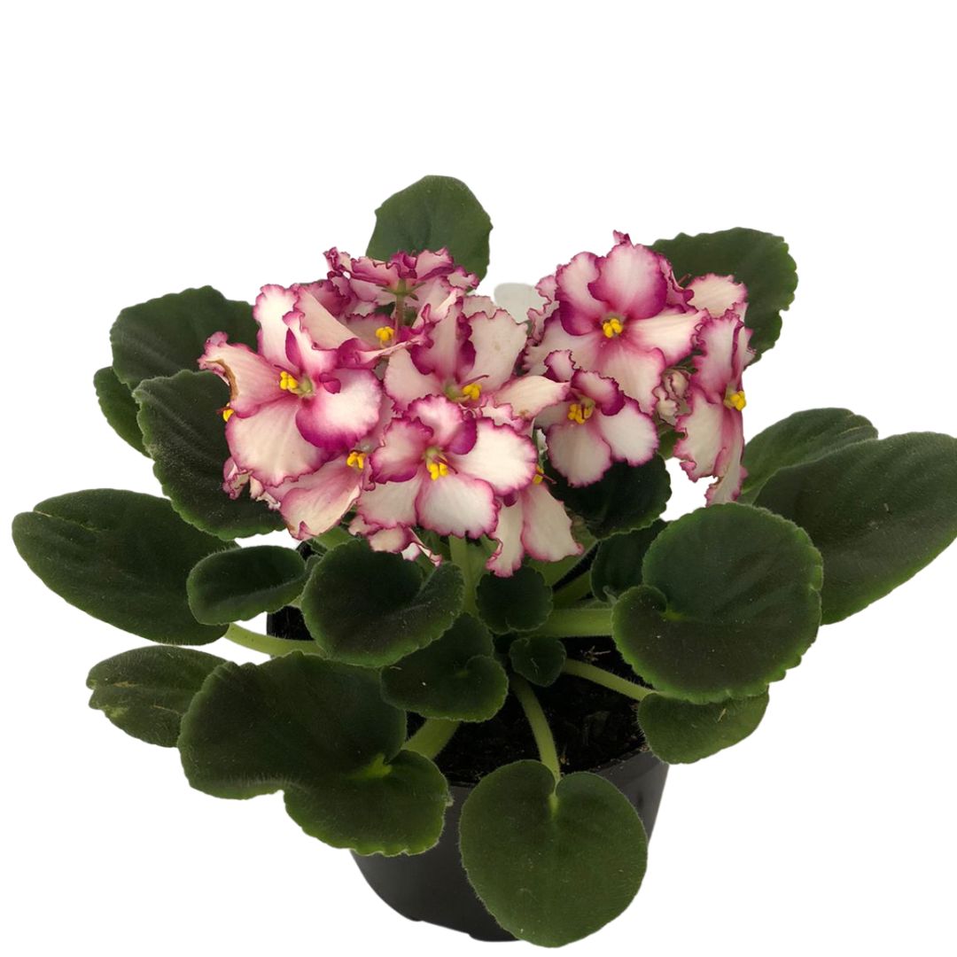 Flor Violeta Saintpaulia ionantha Pote 11 - Imagem 8