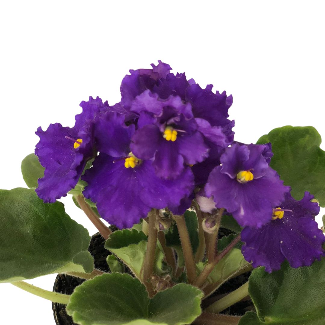 Flor Violeta Saintpaulia ionantha Pote 11 - Imagem 10