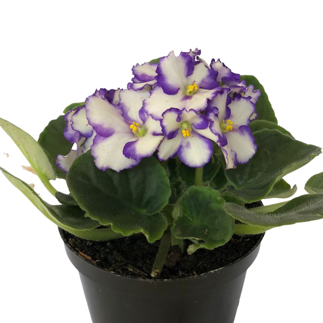 Flor Violeta Saintpaulia ionantha Pote 11 - Imagem 7