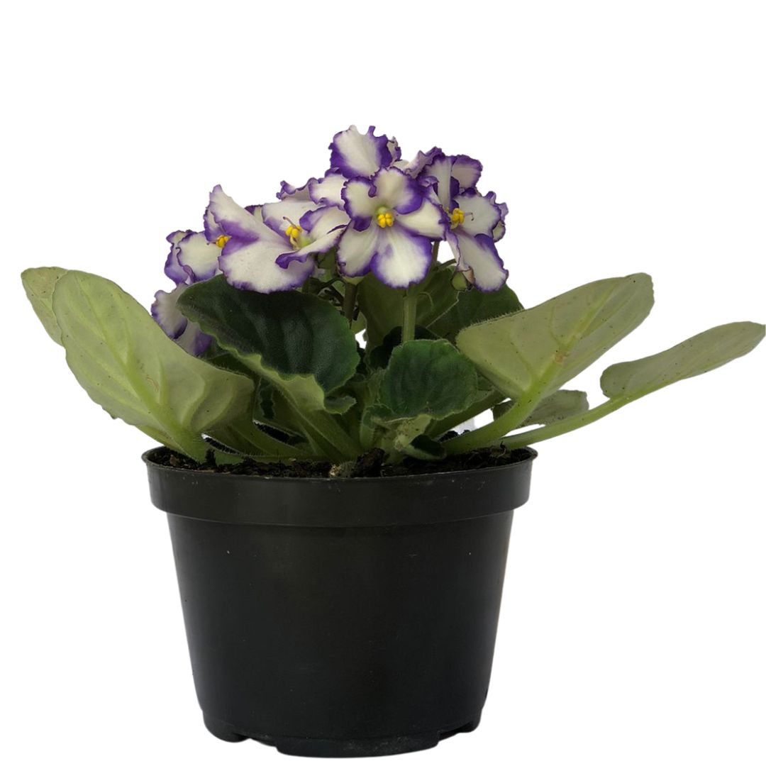 Flor Violeta Saintpaulia ionantha Pote 11 - Imagem 4