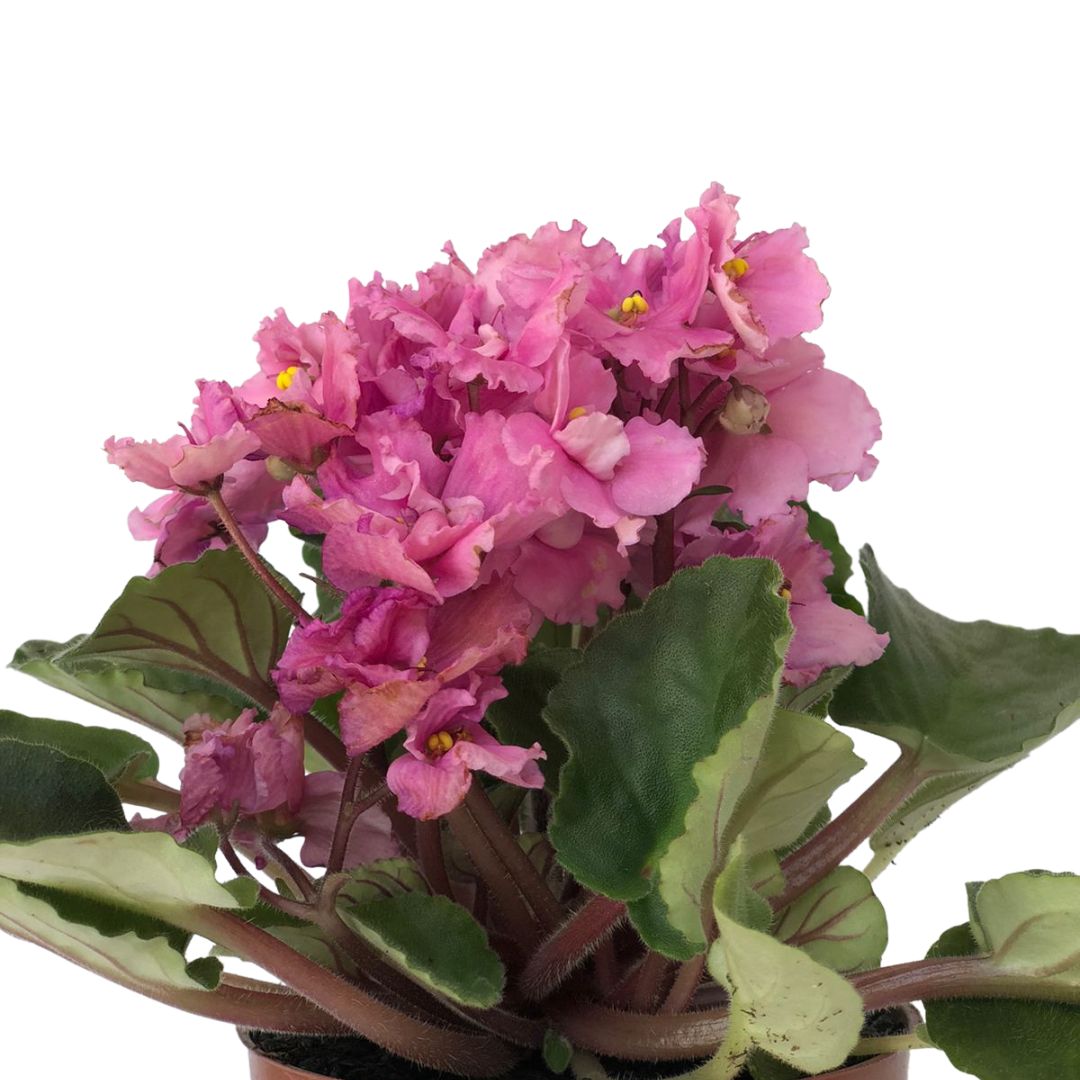 Flor Violeta Saintpaulia ionantha Pote 11 - Imagem 5